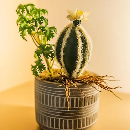 New Bubanj Apartment's Apartament *